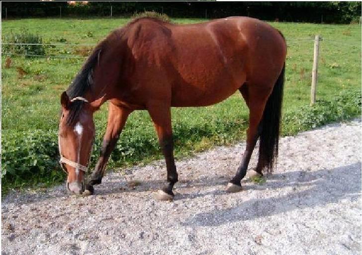 Pinto Bacardi Breezer **SOLGT** - Min skat <3 Foto Anja  billede 10