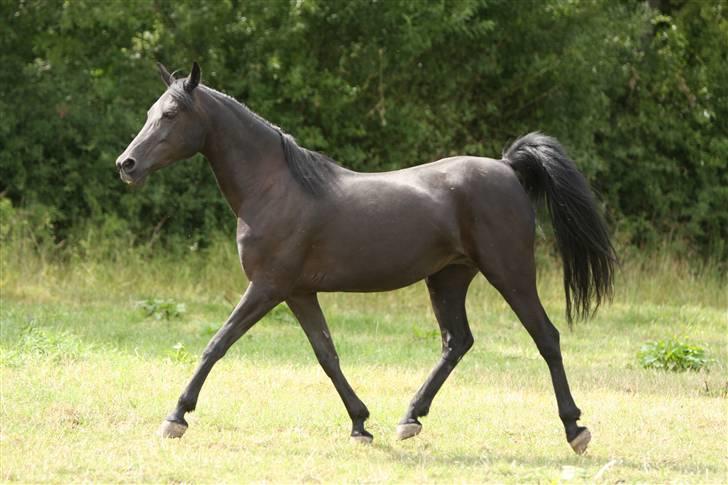 Arabisk fuldblod (OX) EH Ghazia - Ghazia 17 år - Fotograf er Simii juli 2009 billede 12