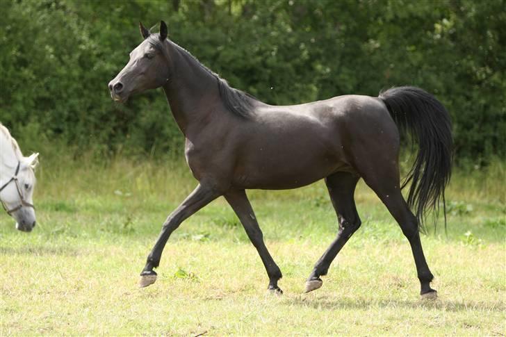 Arabisk fuldblod (OX) EH Ghazia - foto Simii juli 2009  - Ghazia 17 år billede 13