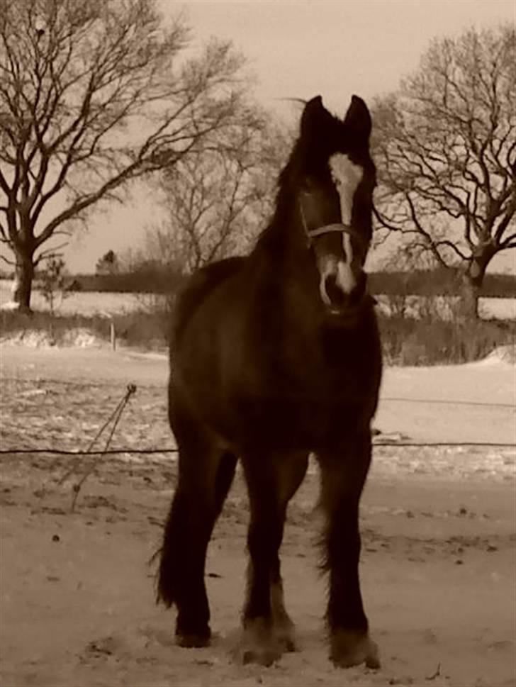 Welsh Cob (sec D) Monty(hannibal) SOLGT! s; - Elsker det her billede <33 billede 18