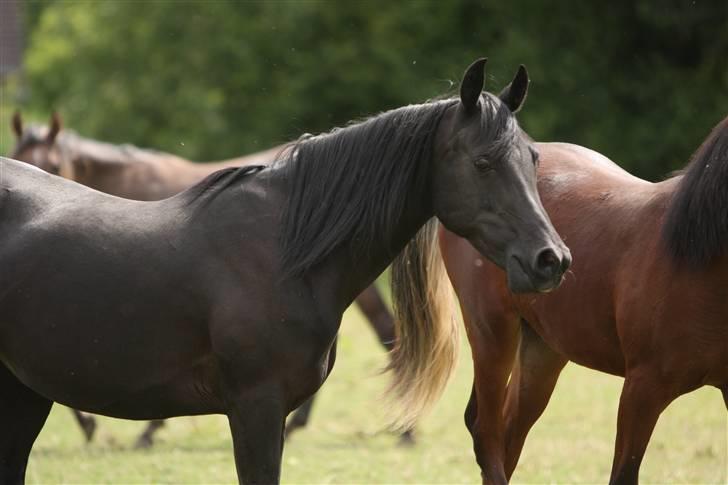Arabisk fuldblod (OX) EH Ghazia - Simii  juli 09  billede 14