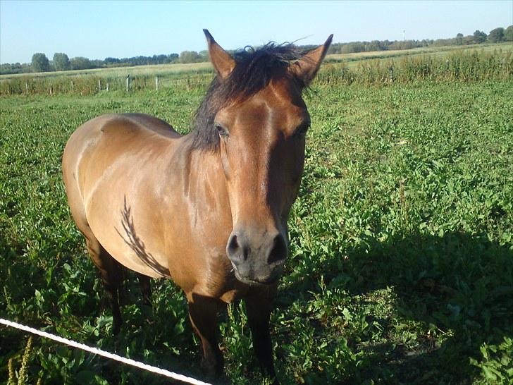 New Forest Florel - min mulle pige billede 12