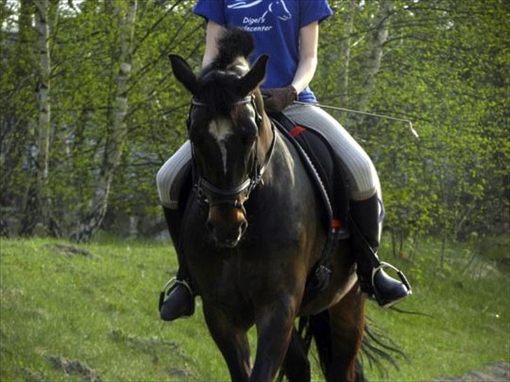 Anden særlig race Lindholms Bat-Mann - Dressurtræning - Foto: Freja Fokdal billede 2