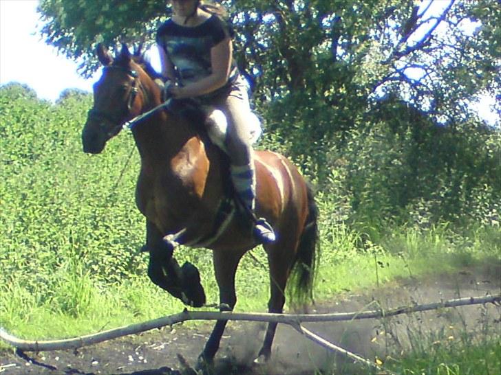 New Forest Florel - Spring :) billede 15