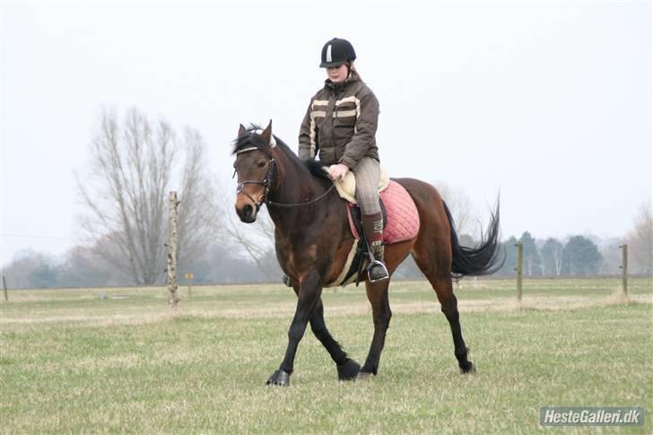 New Forest Florel - smuk smukkere smukkest billede 16