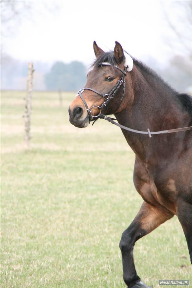 New Forest Florel - min tøs! billede 17