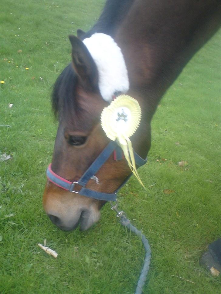 New Forest Florel - prutten billede 18