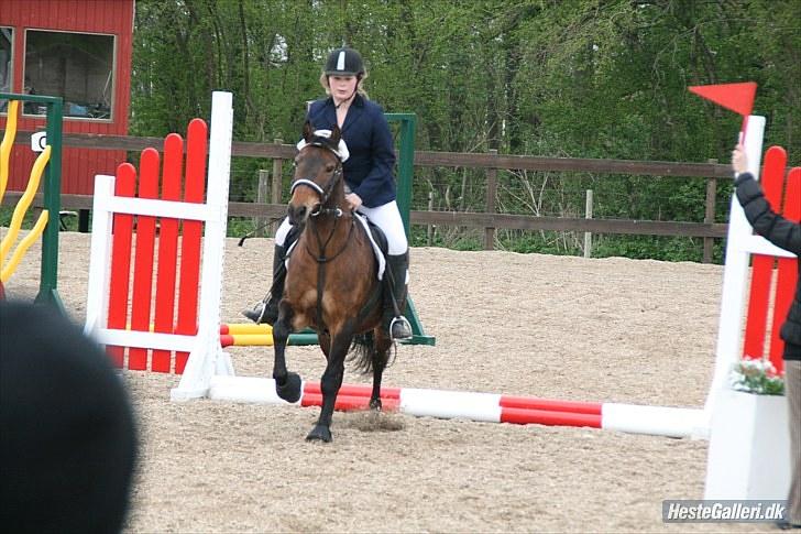 New Forest Florel - mulle tøsen billede 19