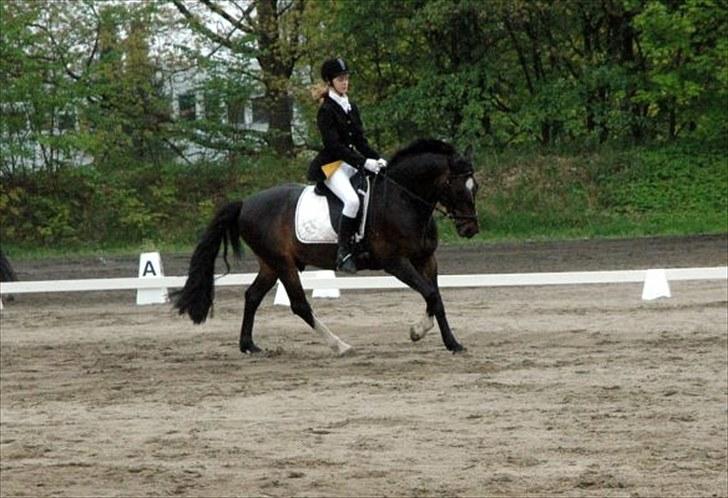 Anden særlig race Lindholms Bat-Mann - Bat´s lækre galop - første dressur stævne som vi vandt - 71,81 % tror jeg ! Forår/pinse 2010
Fotograf - Freja Fokdal billede 5