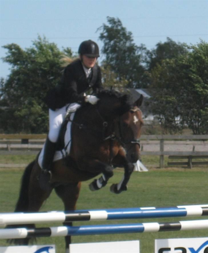 New Forest 1st. Class Prince Albert - Hop.. :-)  billede 2