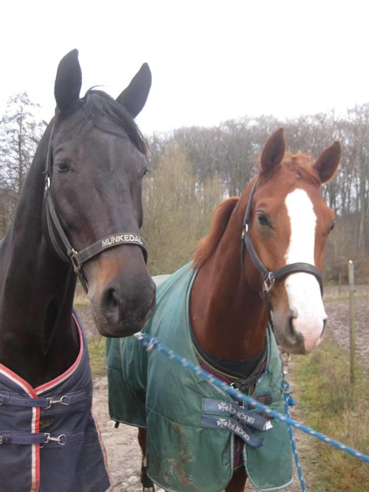 Holstener Pret A Porter (Pomfrit) - søde billede 10