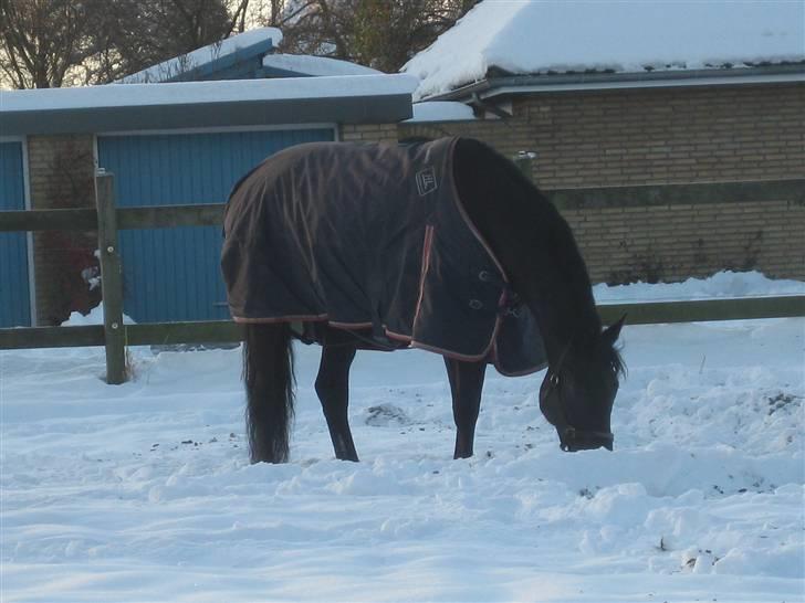 Holstener Pret A Porter (Pomfrit) - på fold i sneen. billede 13