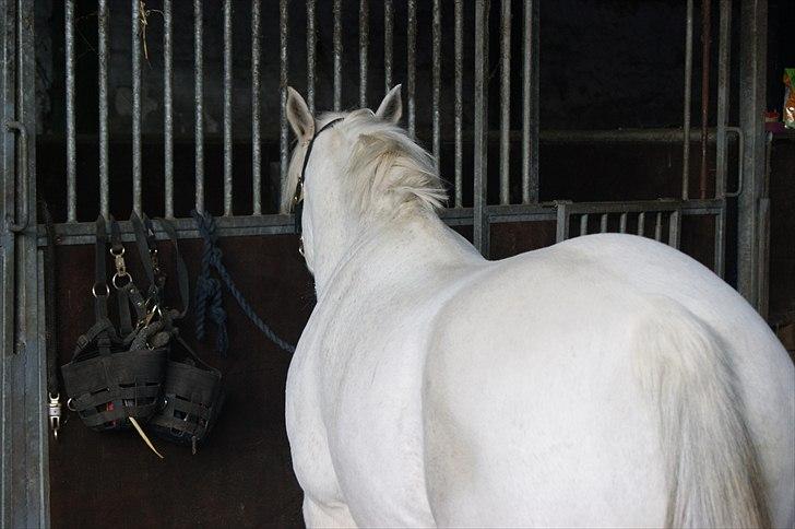 Anden særlig race Mister Elvis *solgt* - Miiin smukke bamsedreng :) <3 billede 14