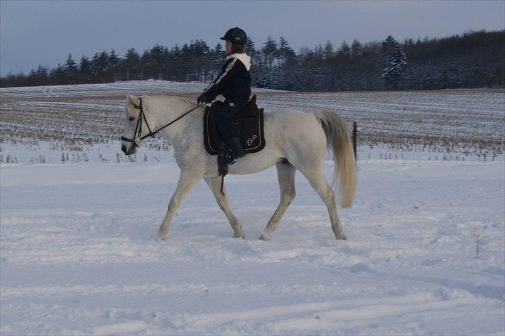 Anden særlig race Mister Elvis *solgt* - de ender med at blive gode sammen <3 billede 15