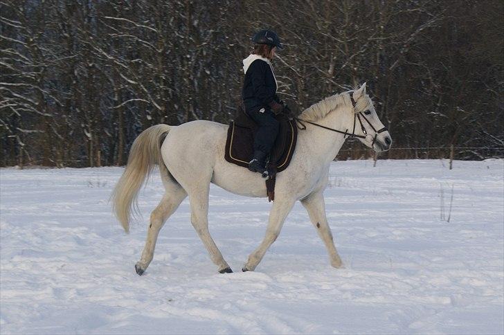 Anden særlig race Mister Elvis *solgt* - perfekte for hinanden<3 ! :b billede 16