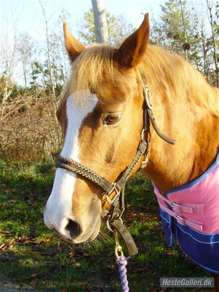 Hollandsk Sportspony Askepot billede 8