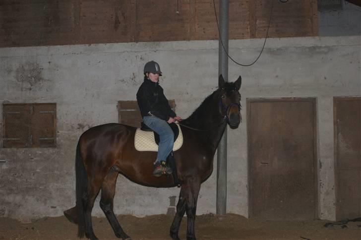 Dansk Varmblod Mergelgårdens Zeon - d 17/1-10, 3. gang han har "tung" rytter på :D billede 4