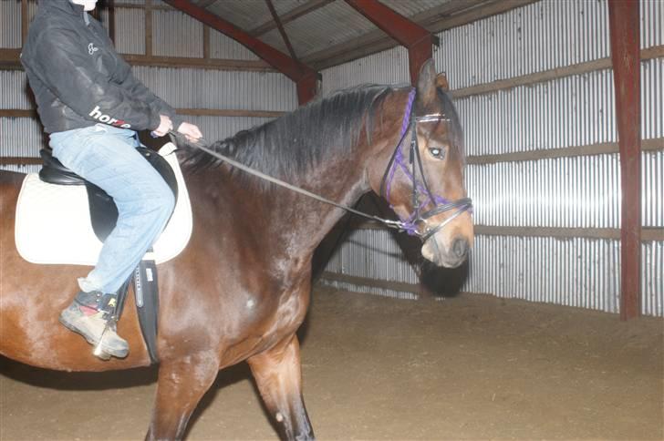 Dansk Varmblod Mergelgårdens Zeon - d 17/1-10, 3. gang han har "tung" rytter på :D billede 5