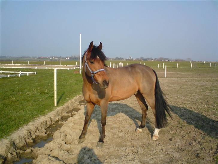 Anden særlig race Mr Champ billede 15