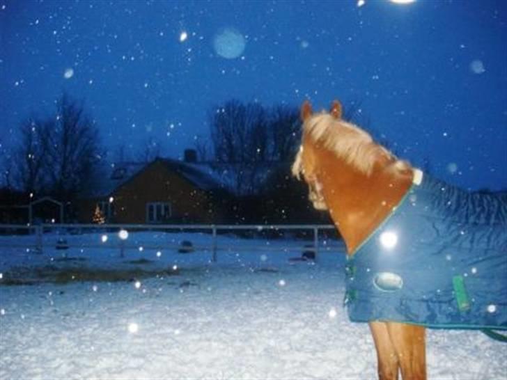 Dansk Varmblod Kasandra Ditlev billede 11