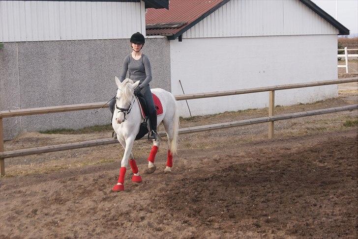 Anden særlig race shadow billede 2