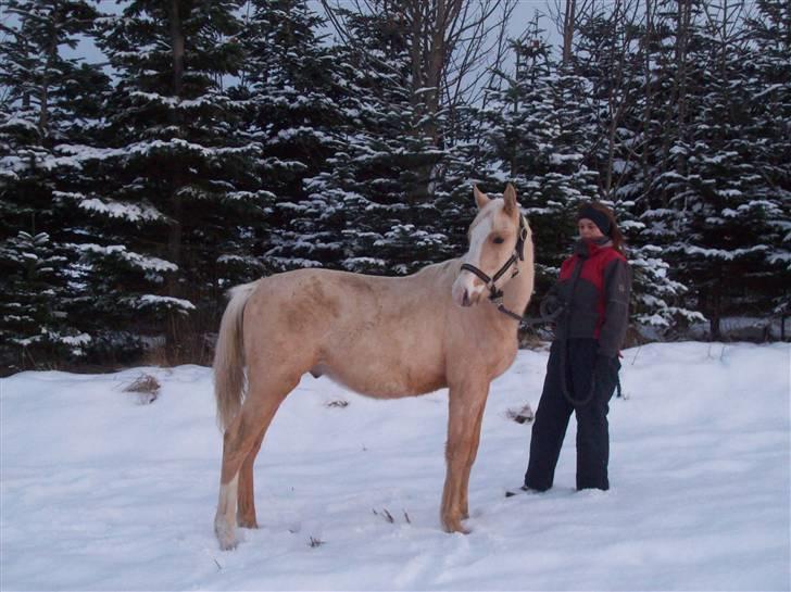 Palomino Kvolsbæks New Nirvana - Nirvana i sneen december 09 billede 12