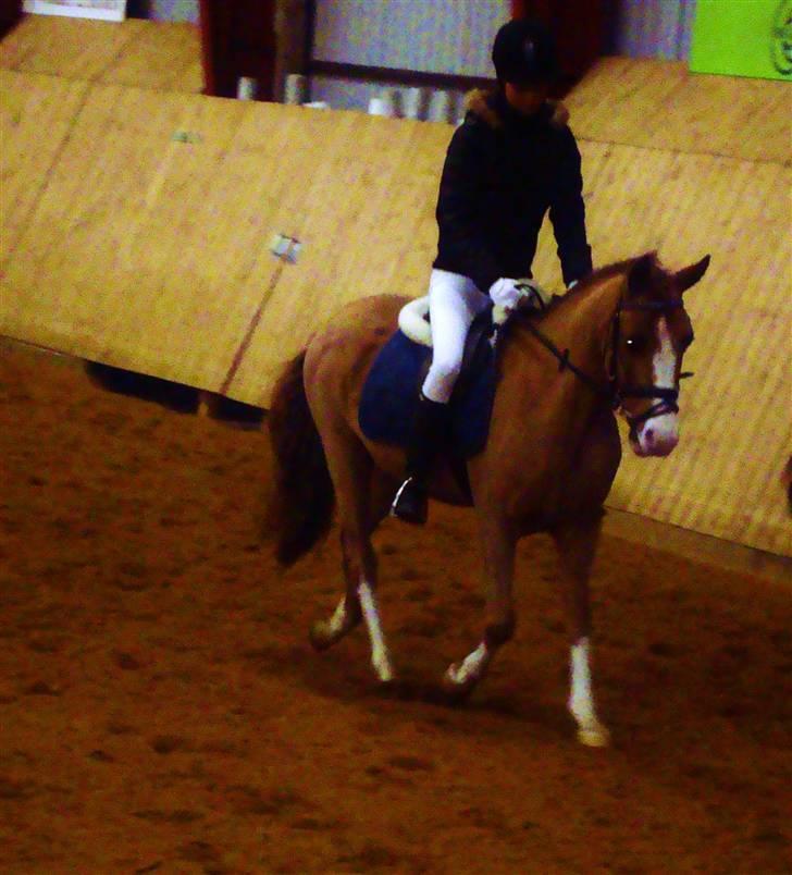 Anden særlig race Prettyboy Findus (LÅNTE)  - vores første stævne sammen, og dit og mit første dressur stævne! ;i her rider vi opvarmning (: billede 7