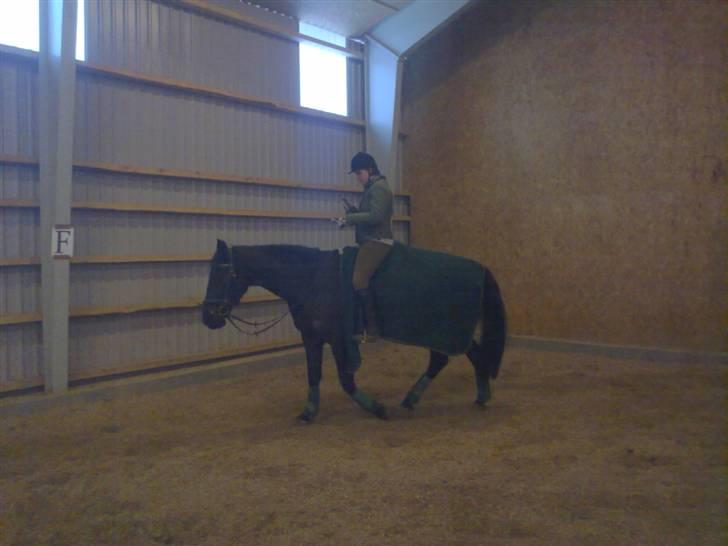 Anden særlig race Domingo billede 16