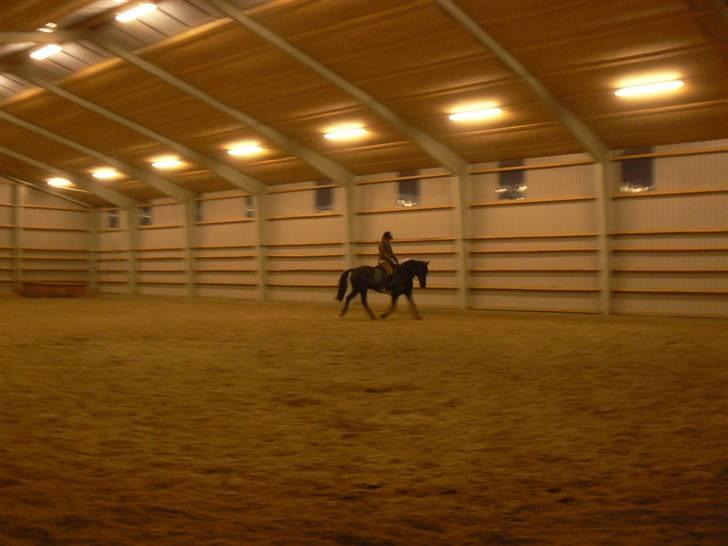 Anden særlig race Domingo billede 17