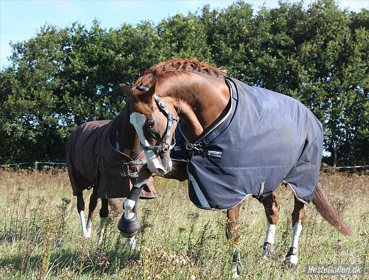 Dansk Varmblod *Lady Flight* GAGA - Se mig, jeg kan gå fri dressur på marken :o) billede 14