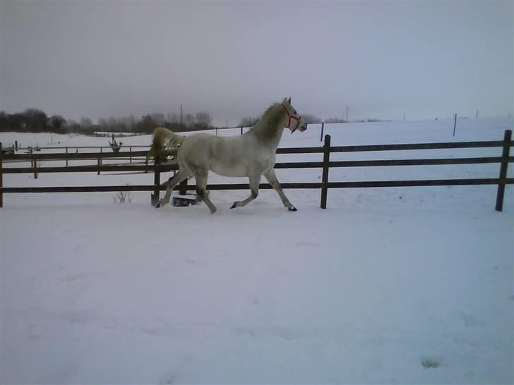 Anden særlig race Lafajet billede 8