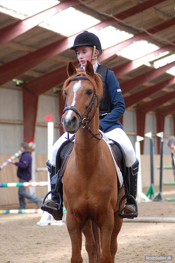 Tysk Sportspony Dakota 195 <3 SOLGT - Jordens sødeste hoved :D billede 5