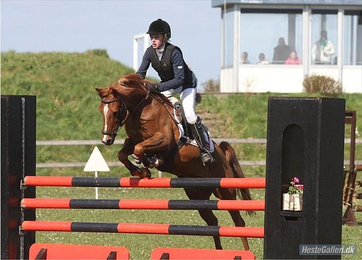 Tysk Sportspony Dakota 195 <3 SOLGT - Første MB* <3 foto: Gitte Dahl  billede 6