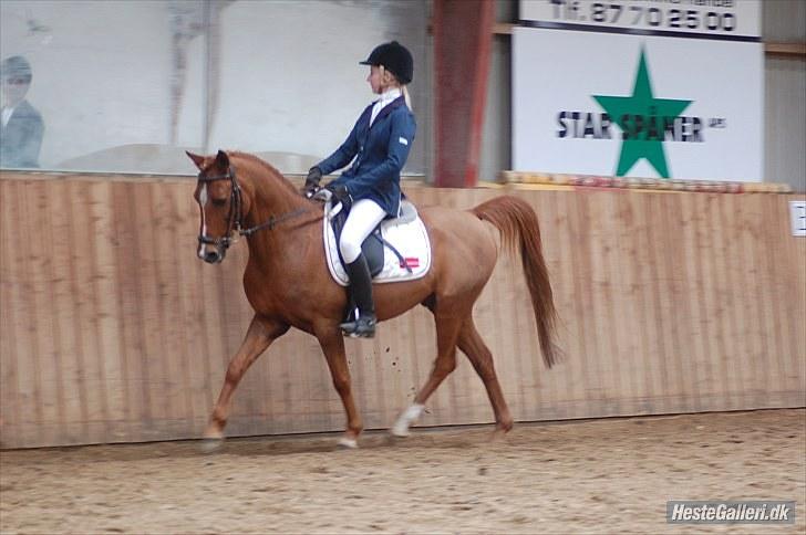 Tysk Sportspony Dakota 195 <3 SOLGT - Dressur stævne 2010 ;D første :D billede 9