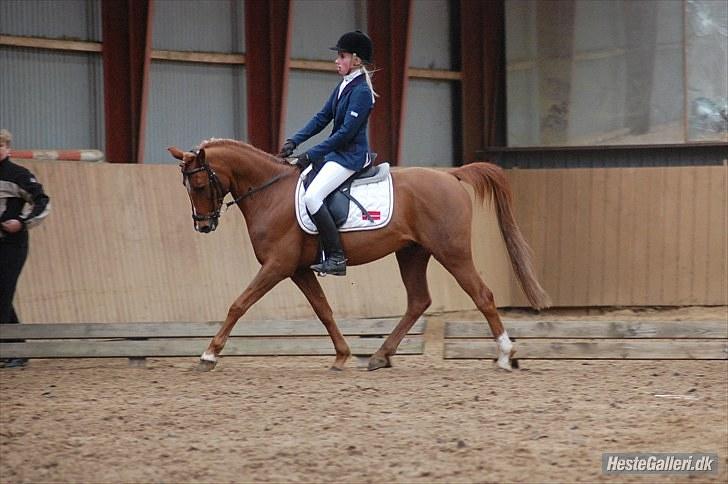 Tysk Sportspony Dakota 195 <3 SOLGT - Dressur stævne 2010 ;D første :D billede 11