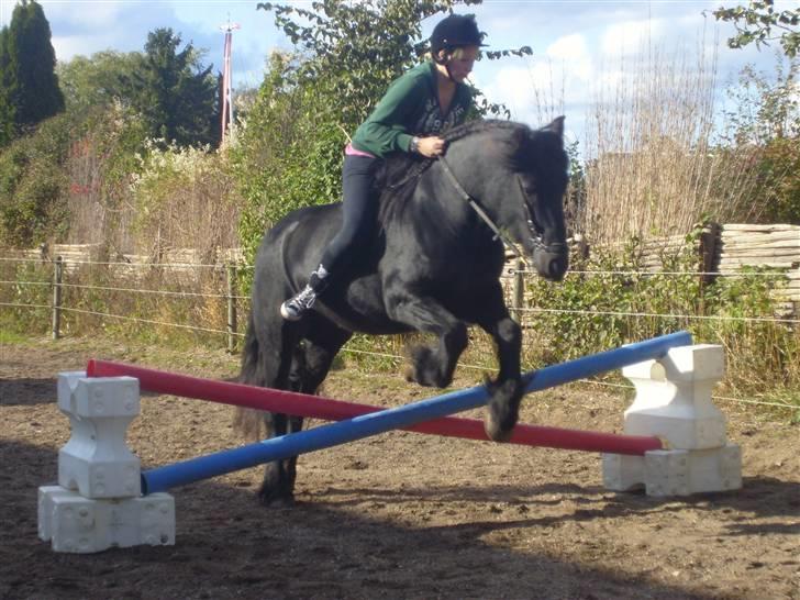 Fell pony Brackenbank Spencer billede 20