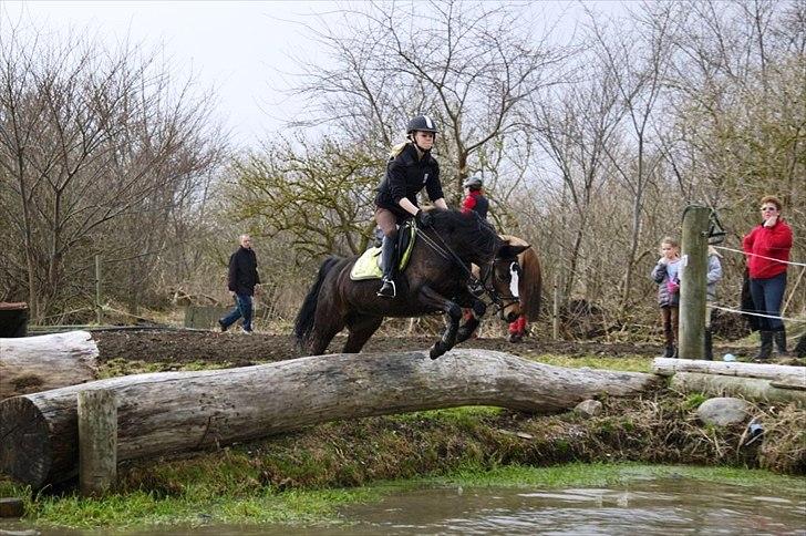 Welsh Pony (sec B) Søborggårds Romance *part* :D <3 - Åbent Hus på SØG! xD Fordi man ikke kan andet end at elske dig! <3 billede 3