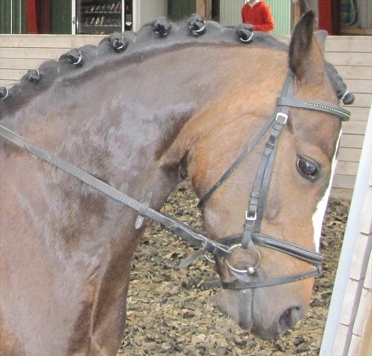 Welsh Pony (sec B) Søborggårds Romance *part* :D <3 - Dressur-stævne på GBR - opvarmning til vores første LA1 sammen! <3 Fordi man ikke kan andet end at elske dig! <3 billede 5