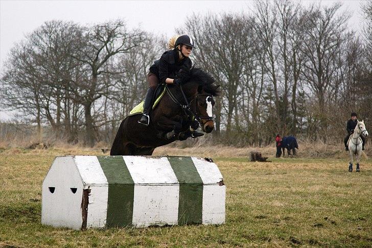 Welsh Pony (sec B) Søborggårds Romance *part* :D <3 - Åbent Hus på SØG! xD Fordi man ikke kan andet end at elske dig! <3 billede 14