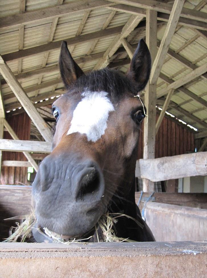 Welsh Pony (sec B) Søborggårds Romance *part* :D <3 - Den pony har altid noget i munden! xD <3 Fordi man ikke kan andet end at elske dig! <3 billede 12