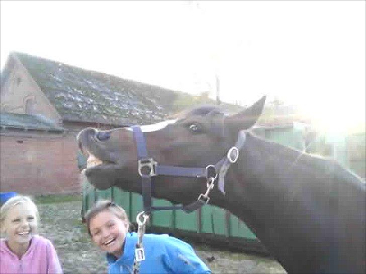 Welsh Pony (sec B) Søborggårds Romance *part* :D <3 - Romance og andre smiler! xD Fordi man ikke kan andet end at elske dig! <3 billede 17