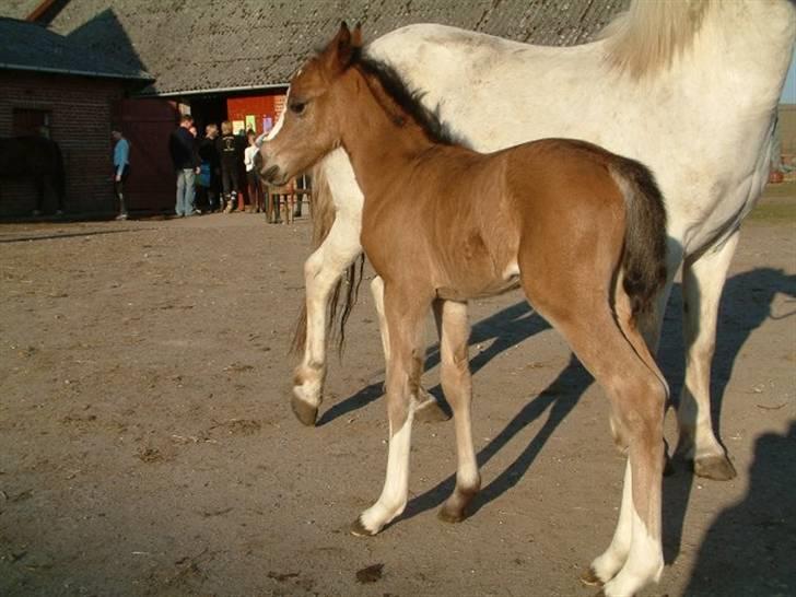 Welsh Pony (sec B) Søborggårds Romance *part* :D <3 - Romance som lille! xD Hun er bare SÅ køn og skøn! <3 Fordi man ikke kan andet end at elske dig! <3 billede 15