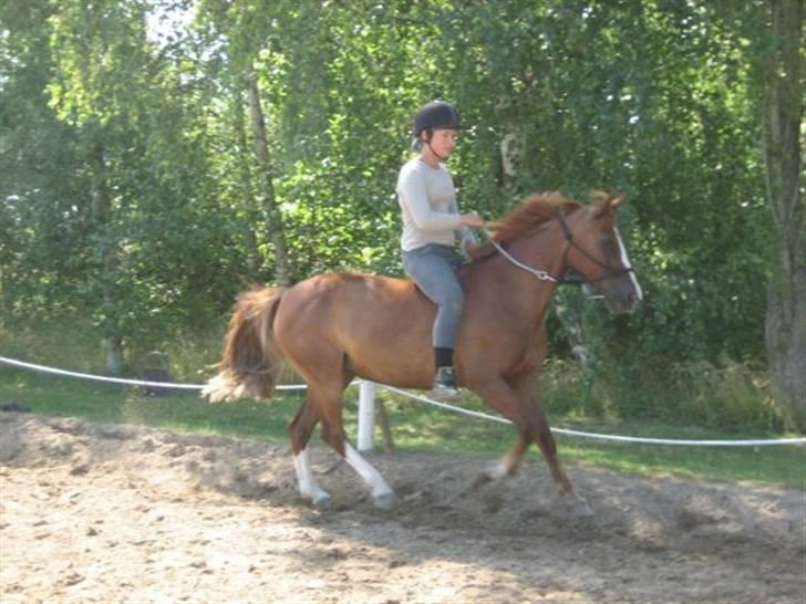 Hollandsk Sportspony Engm. Day-Light *R.I.P* billede 3