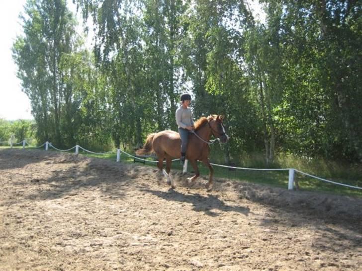 Hollandsk Sportspony Engm. Day-Light *R.I.P* billede 4