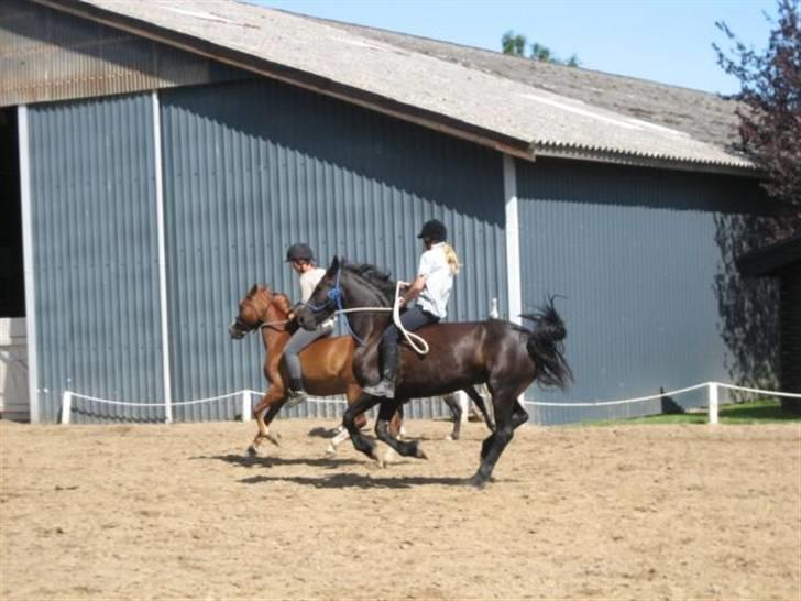 Hollandsk Sportspony Engm. Day-Light *R.I.P* billede 5