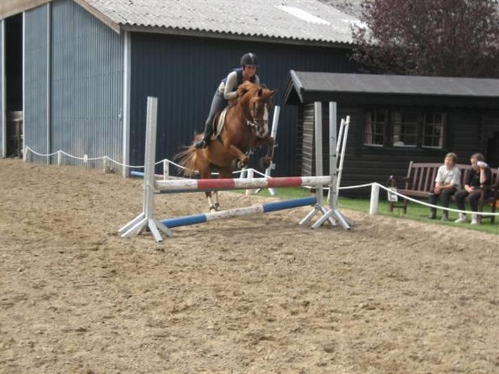 Hollandsk Sportspony Engm. Day-Light *R.I.P* billede 7