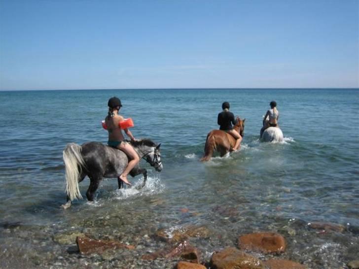 Hollandsk Sportspony Engm. Day-Light *R.I.P* billede 8