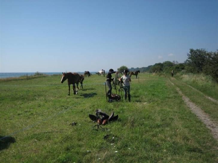 Hollandsk Sportspony Engm. Day-Light *R.I.P* billede 9