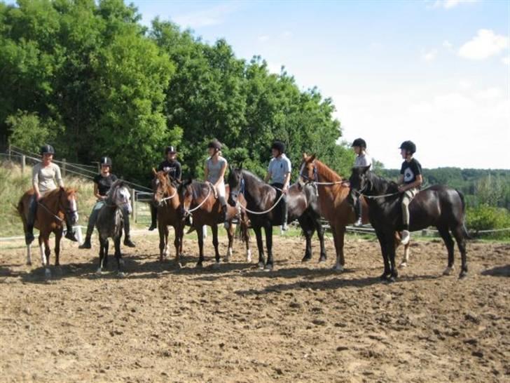 Hollandsk Sportspony Engm. Day-Light *R.I.P* billede 10