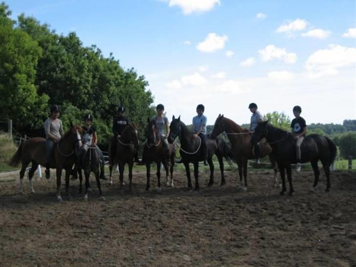 Hollandsk Sportspony Engm. Day-Light *R.I.P* billede 11